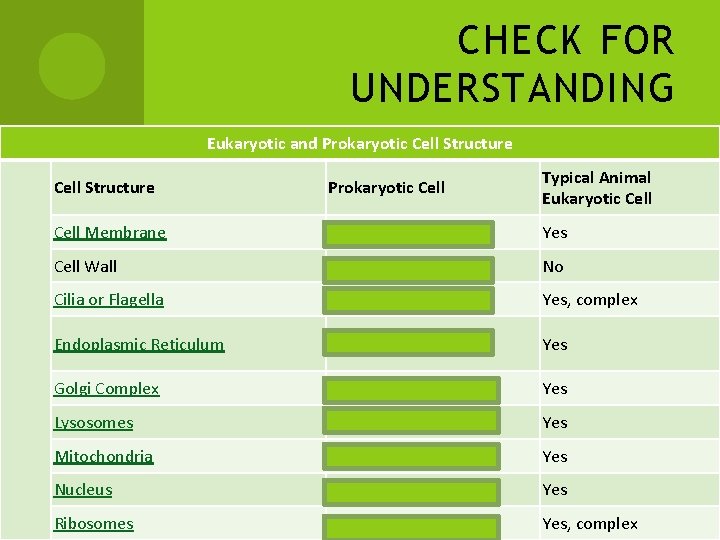 CHECK FOR UNDERSTANDING Eukaryotic and Prokaryotic Cell Structure Prokaryotic Cell Typical Animal Eukaryotic Cell