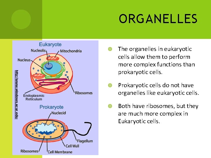 ORGANELLES The organelles in eukaryotic cells allow them to perform more complex functions than