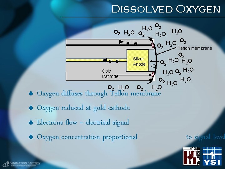 Dissolved Oxygen O 2 O H 2 O 2 H 2 O O 2 Dissolved Oxygen O 2 O H 2 O 2 H 2 O O 2