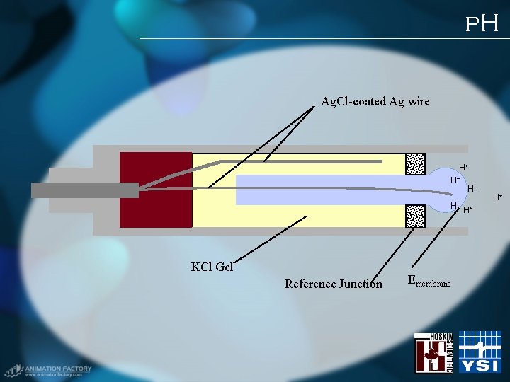 p. H Ag. Cl-coated Ag wire H+ H+ H+ KCl Gel Reference Junction Emembrane p. H Ag. Cl-coated Ag wire H+ H+ H+ KCl Gel Reference Junction Emembrane