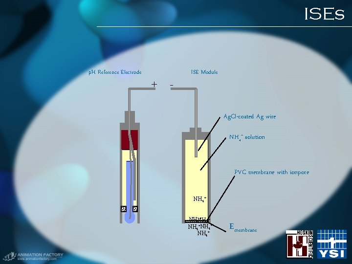 ISEs p. H Reference Electrode + - ISE Module Ag. Cl-coated Ag wire NH ISEs p. H Reference Electrode + - ISE Module Ag. Cl-coated Ag wire NH