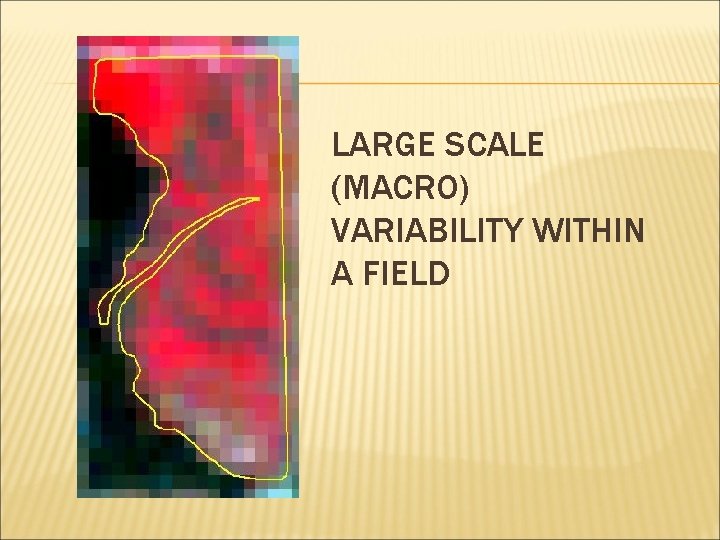 LARGE SCALE (MACRO) VARIABILITY WITHIN A FIELD 