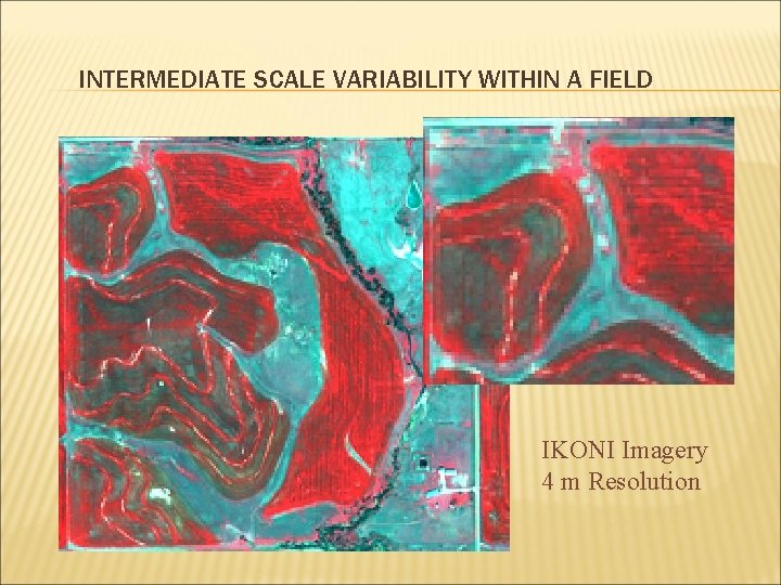INTERMEDIATE SCALE VARIABILITY WITHIN A FIELD IKONI Imagery 4 m Resolution 