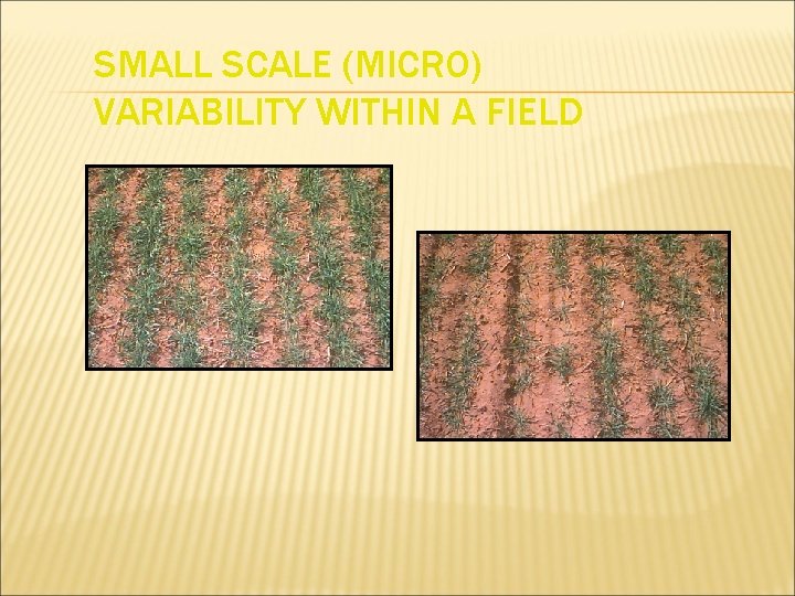 SMALL SCALE (MICRO) VARIABILITY WITHIN A FIELD 