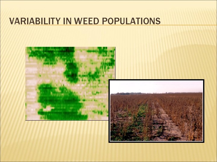 VARIABILITY IN WEED POPULATIONS 