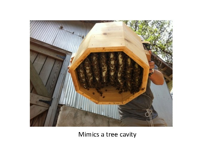 Mimics a tree cavity 