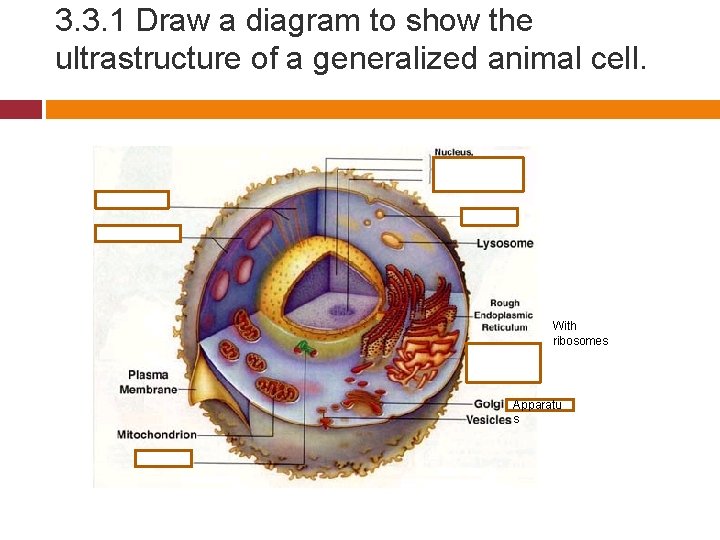 3. 3. 1 Draw a diagram to show the ultrastructure of a generalized animal