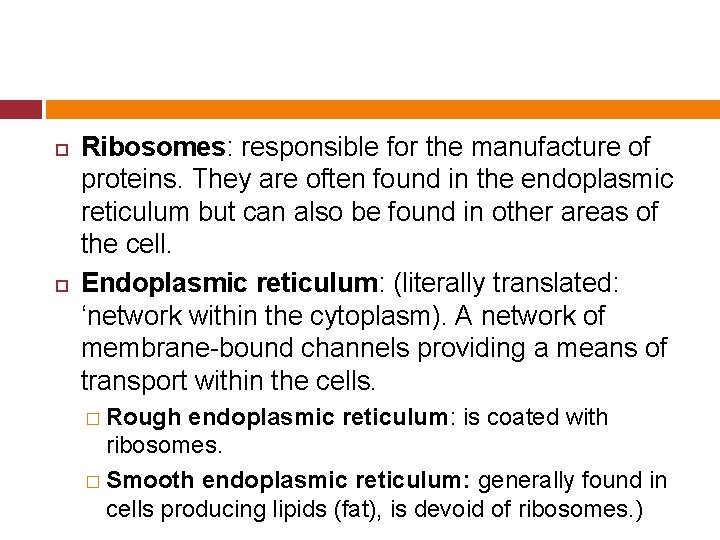  Ribosomes: responsible for the manufacture of proteins. They are often found in the