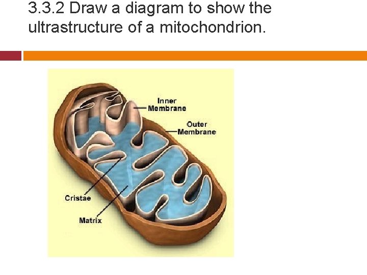 3. 3. 2 Draw a diagram to show the ultrastructure of a mitochondrion. 
