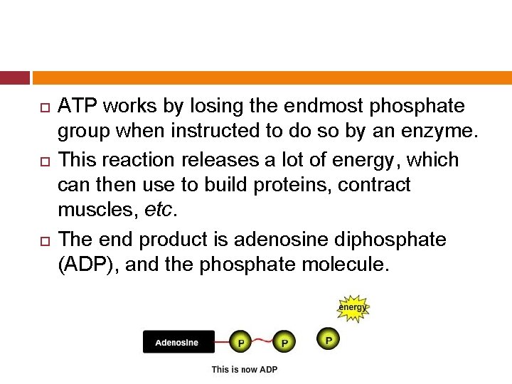  ATP works by losing the endmost phosphate group when instructed to do so