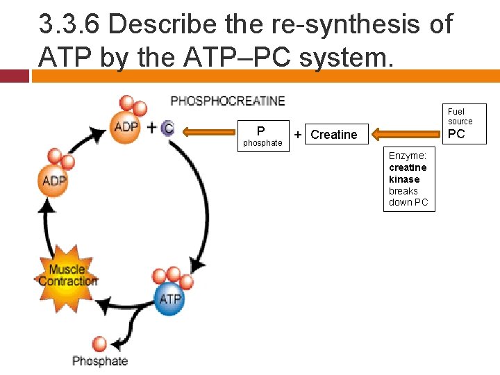 3. 3. 6 Describe the re-synthesis of ATP by the ATP–PC system. P phosphate