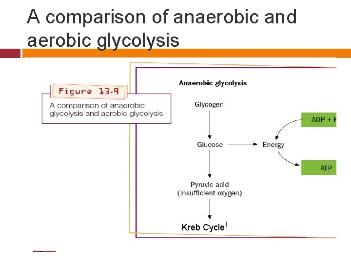 A comparison of anaerobic and aerobic glycolysis Kreb Cycle 