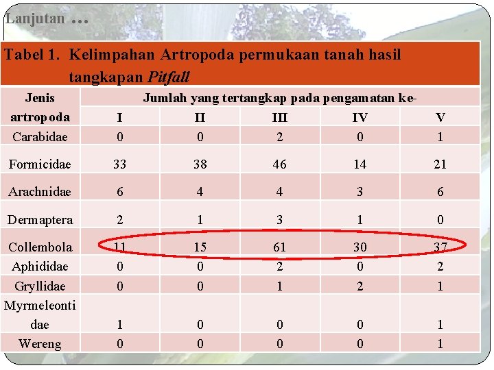 Lanjutan . . . Tabel 1. Kelimpahan Artropoda permukaan tanah hasil tangkapan Pitfall Jenis