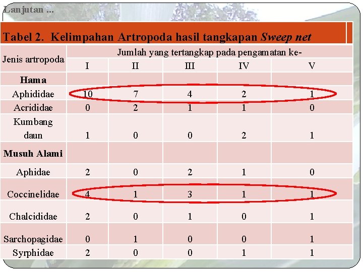 Lanjutan. . . Tabel 2. Kelimpahan Artropoda hasil tangkapan Sweep net Jenis artropoda Hama