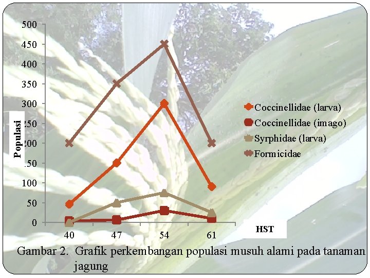 500 450 400 350 300 Coccinellidae (larva) Coccinellidae (imago) Populasi 250 Syrphidae (larva) 200