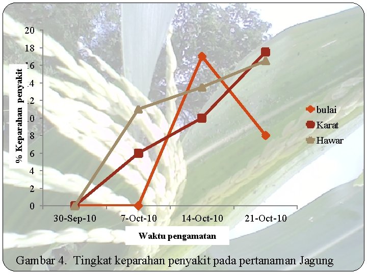 20 % Keparahan penyakit 18 16 14 12 bulai Karat 10 8 Hawar 6