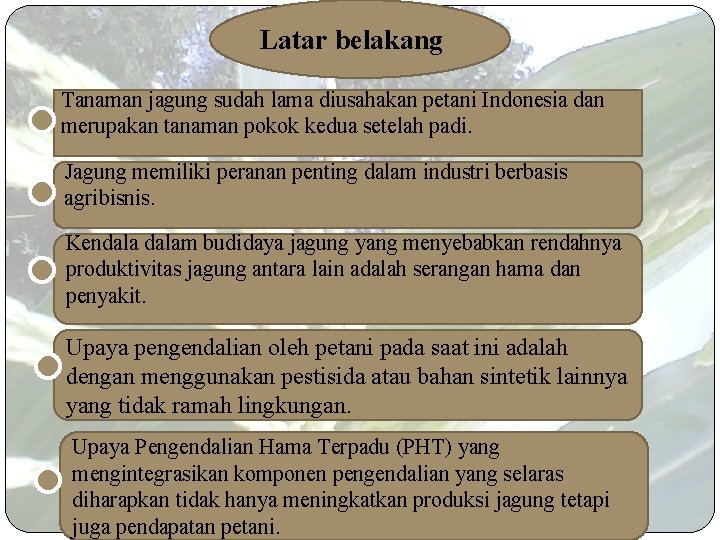 Latar belakang Tanaman jagung sudah lama diusahakan petani Indonesia dan merupakan tanaman pokok kedua