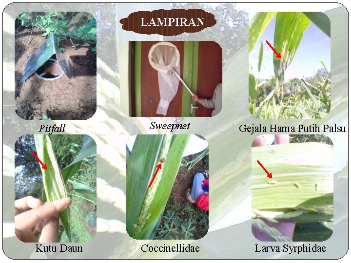 LAMPIRAN Pitfall Kutu Daun Sweepnet Gejala Hama Putih Palsu Coccinellidae Larva Syrphidae 