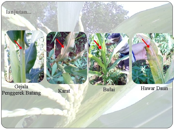 lanjutan. . . Gejala Penggerek Batang Karat Bulai Hawar Daun 