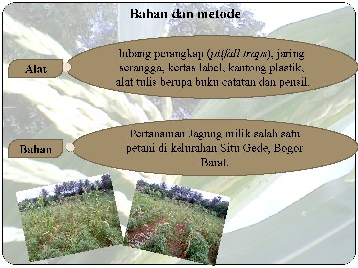 Bahan dan metode Alat lubang perangkap (pitfall traps), jaring serangga, kertas label, kantong plastik,