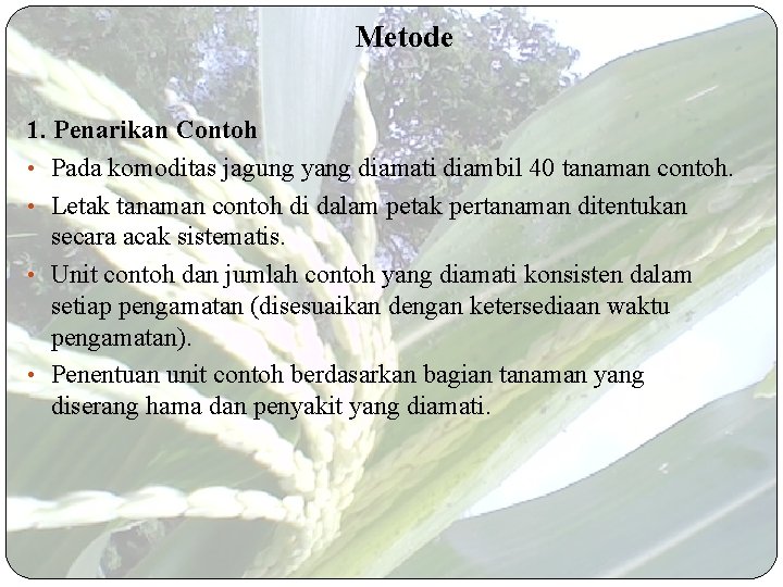 Metode 1. Penarikan Contoh • Pada komoditas jagung yang diamati diambil 40 tanaman contoh.
