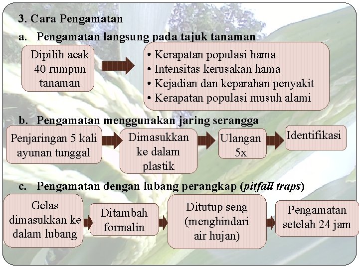 3. Cara Pengamatan a. Pengamatan langsung pada tajuk tanaman Dipilih acak • Kerapatan populasi