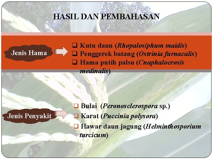 HASIL DAN PEMBAHASAN Jenis Hama q Kutu daun (Rhopalosiphum maidis) q Penggerek batang (Ostrinia