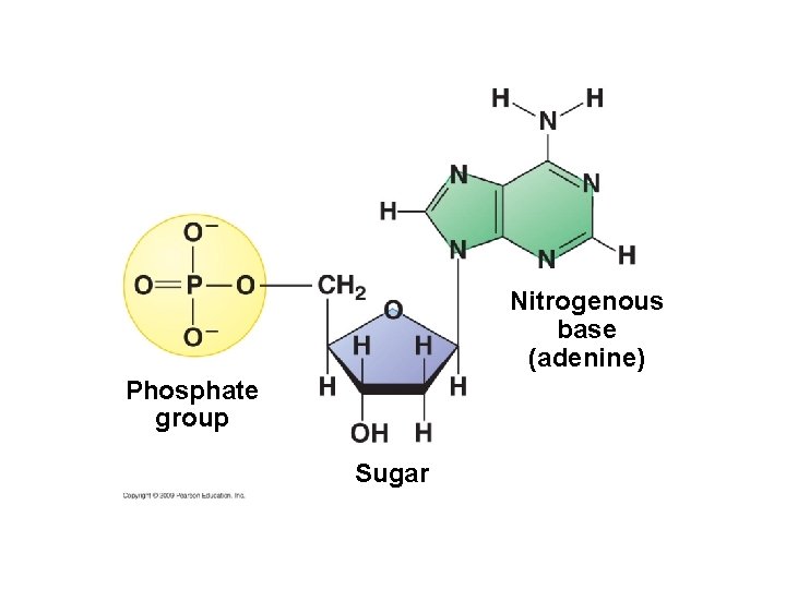 Nitrogenous base (adenine) Phosphate group Sugar 