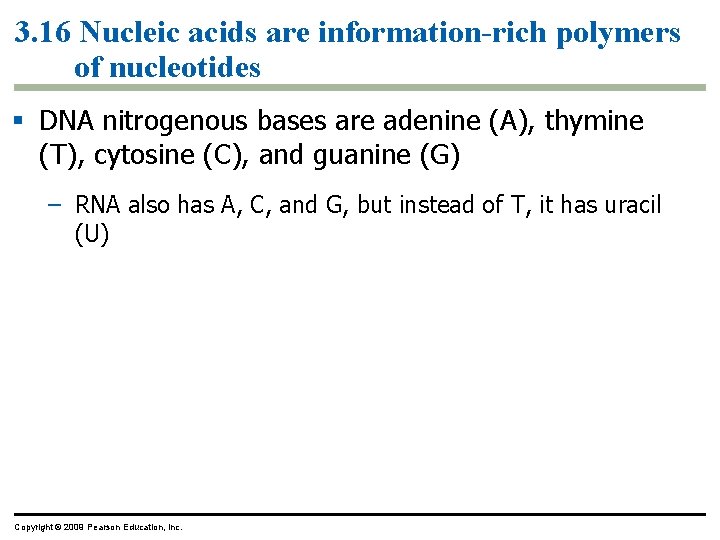 3. 16 Nucleic acids are information-rich polymers of nucleotides § DNA nitrogenous bases are