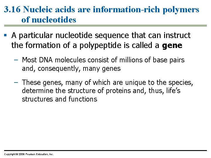 3. 16 Nucleic acids are information-rich polymers of nucleotides § A particular nucleotide sequence