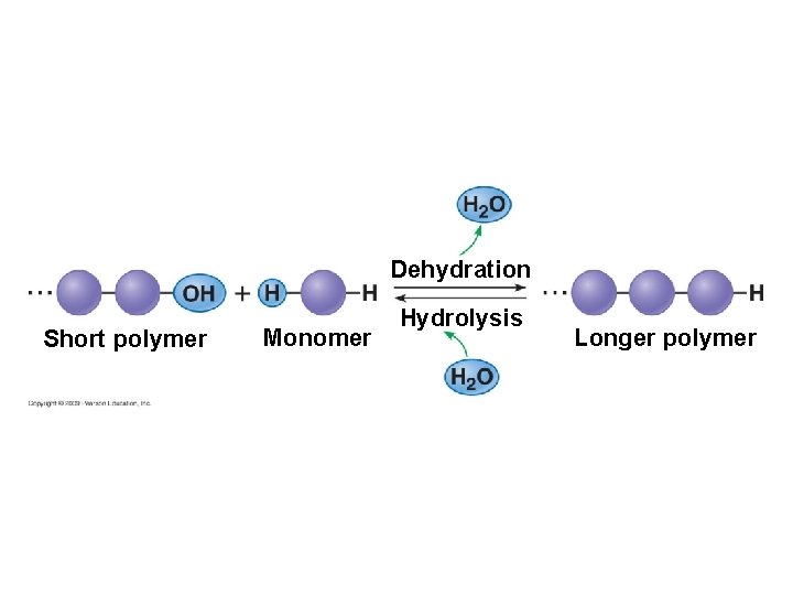 Dehydration Short polymer Monomer Hydrolysis Longer polymer 