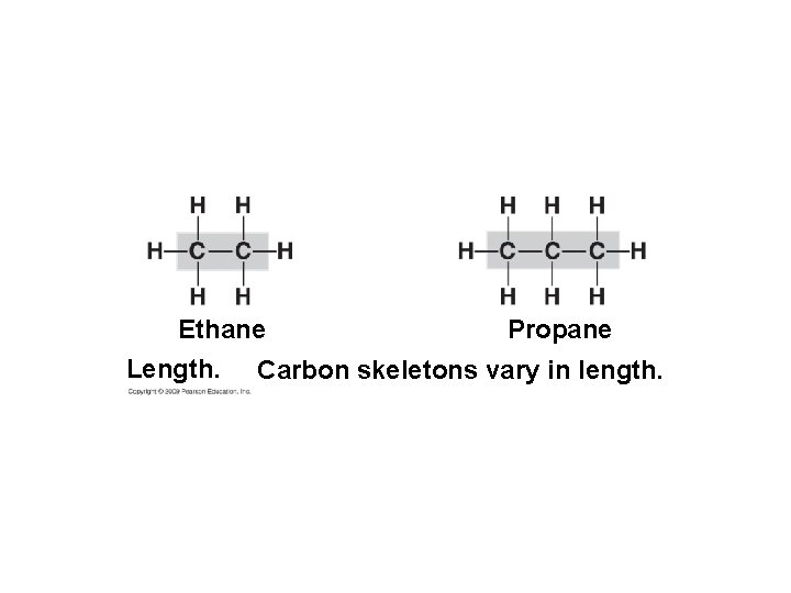 Ethane Length. Propane Carbon skeletons vary in length. 