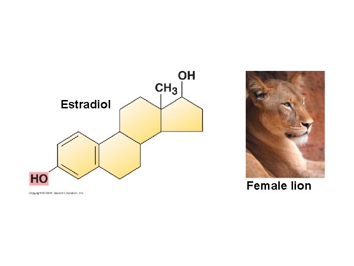 Estradiol Female lion 