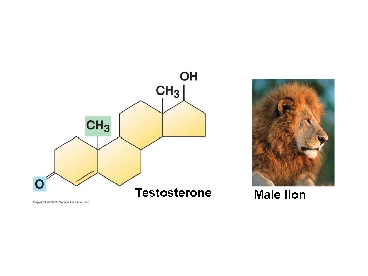 Testosterone Male lion 