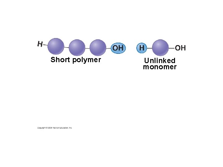 Short polymer Unlinked monomer 