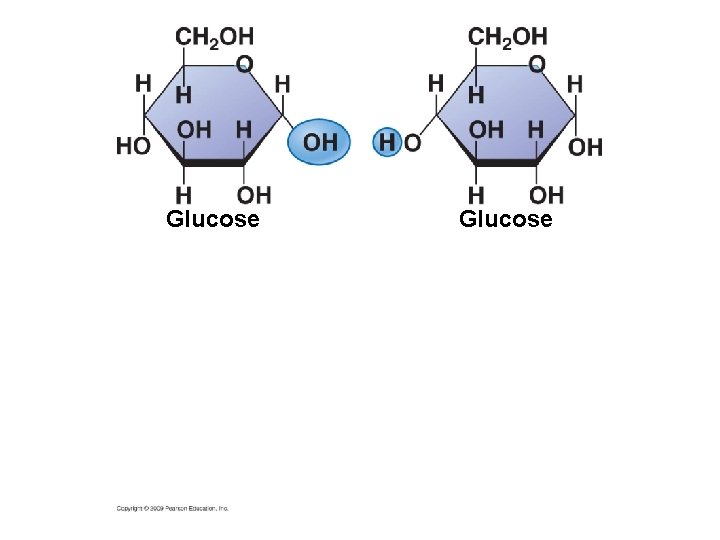 Glucose 