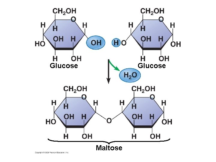 Glucose Maltose 