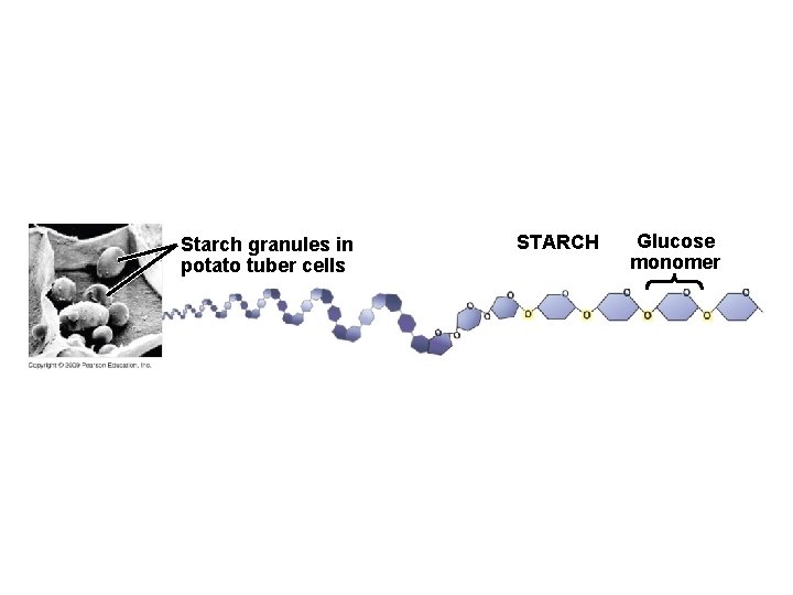 Starch granules in potato tuber cells STARCH Glucose monomer 