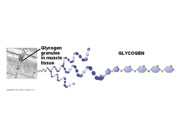 Glycogen granules in muscle tissue GLYCOGEN 