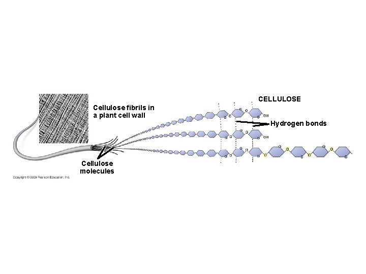 CELLULOSE Cellulose fibrils in a plant cell wall Hydrogen bonds Cellulose molecules 