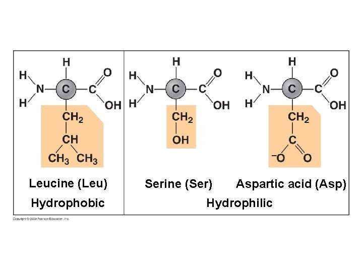 Leucine (Leu) Hydrophobic Serine (Ser) Aspartic acid (Asp) Hydrophilic 