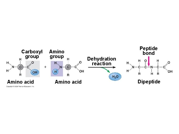 Carboxyl group Amino acid Amino group Amino acid Peptide bond Dehydration reaction Dipeptide 