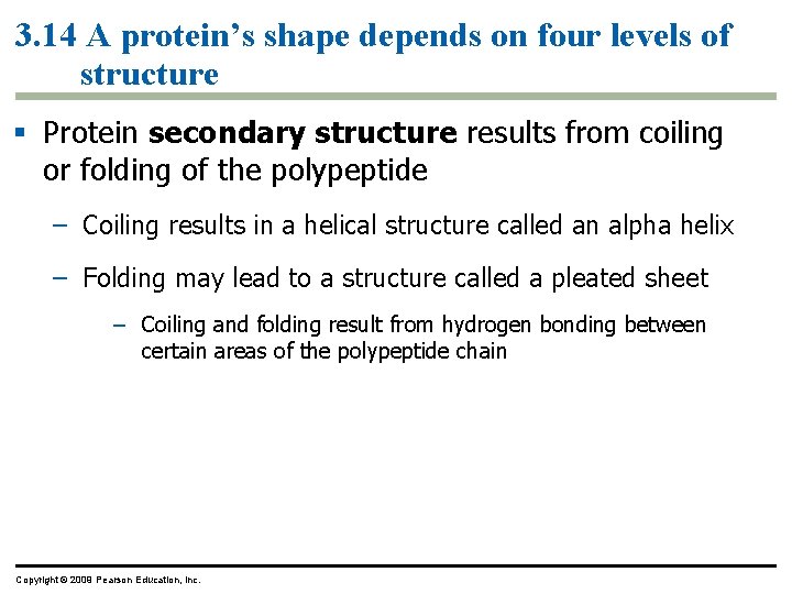 3. 14 A protein’s shape depends on four levels of structure § Protein secondary