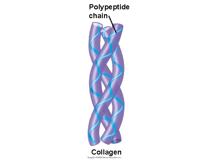 Polypeptide chain Collagen 