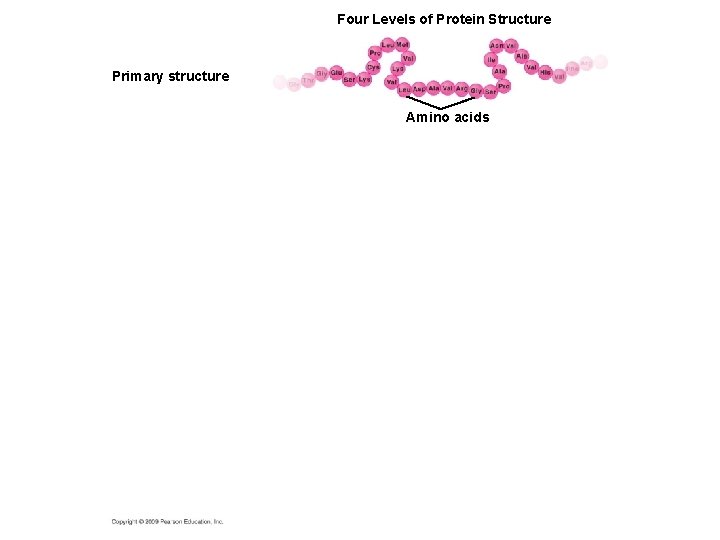 Four Levels of Protein Structure Primary structure Amino acids 