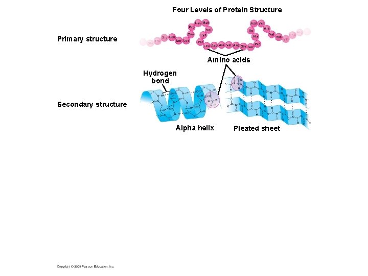 Four Levels of Protein Structure Primary structure Amino acids Hydrogen bond Secondary structure Alpha