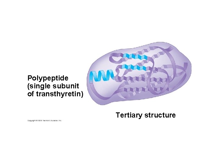 Polypeptide (single subunit of transthyretin) Tertiary structure 