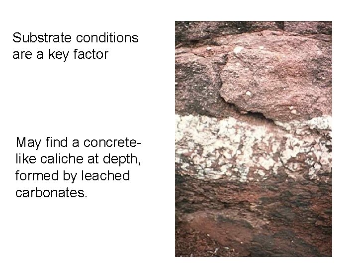 Substrate conditions are a key factor May find a concretelike caliche at depth, formed Substrate conditions are a key factor May find a concretelike caliche at depth, formed