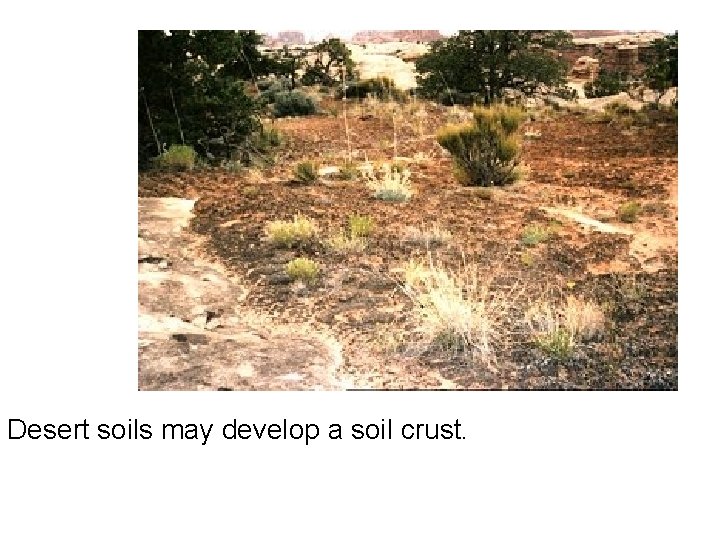Desert soils may develop a soil crust. Desert soils may develop a soil crust.