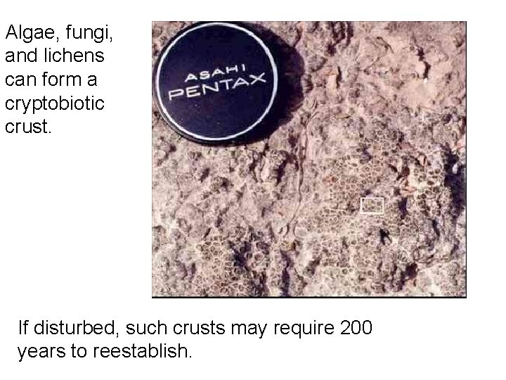 Algae, fungi, and lichens can form a cryptobiotic crust. If disturbed, such crusts may Algae, fungi, and lichens can form a cryptobiotic crust. If disturbed, such crusts may